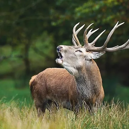 Lägenhet Appart Cosy 70 M2 2 Chambres Tout Confort 4 Personnes *