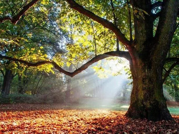 Cosy 70 M2 2 Confort 4 Personnes *