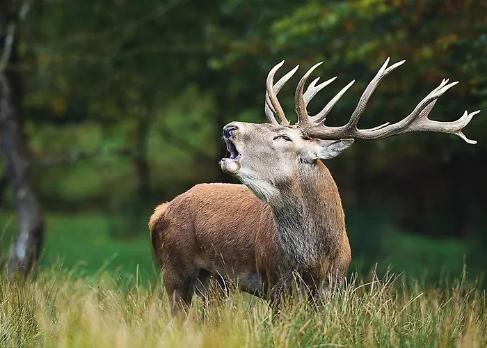 Apartment Cosy 70 M2 2 Confort 4 Personnes *